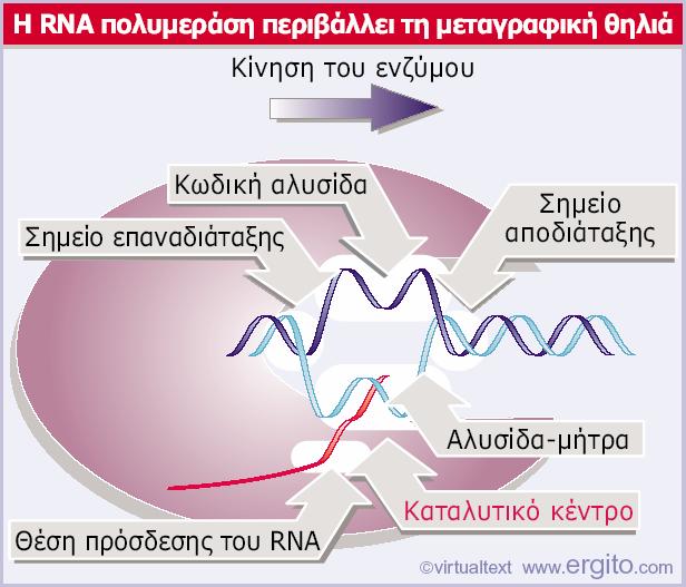 Κατά τη μεταγραφή, η θηλιάδιατηρείταιμέσαστηrna πολυμεράση, η