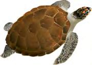 Ποιο ζώο θα τους στοιχίσει τα διπλάσια; β) Αν αποφασίσουν να υιοθετήσουν τη χελώνα καρέτα καρέτα