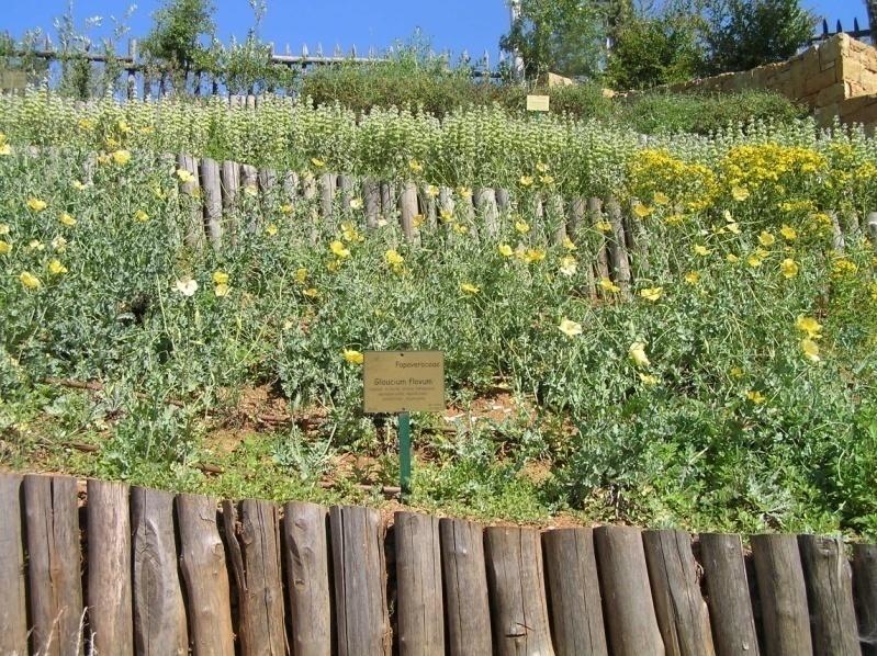 Πολυετή ποώδη φυτά Παρτέρι με πολυετή ποώδη φυτά διαφόρων οικογενειών (Εικ.20). Εικόνα 20. Glavium flavum (Κρίγκας κ.α. 2008). 4.