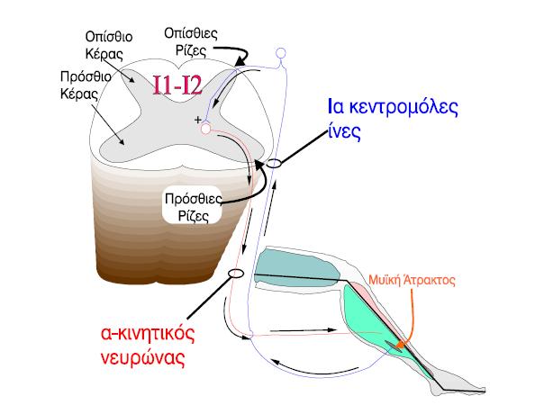 1.2 Προκλητά Αντανακλαστικά του μυός Το H-reflex (Hoffman reflex) είναι ένα ηλεκτρικά προκλητό αντανακλαστικό.