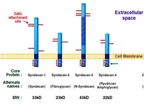 ΓΛΥΚΟΖΑΜΙΝΟΓΛΥΚΑΝΕΣ ΚΑΙ ΠΡΩΤΕΟΓΛΥΚΑΝΕΣ ΠΡΩΤΕΟΓΛΥΚΑΝΕΣ ΠΓ Κυτταρικής επιφάνειας Συνδεκάνη και φιμπρογλυκάνη: προσδένονται στην