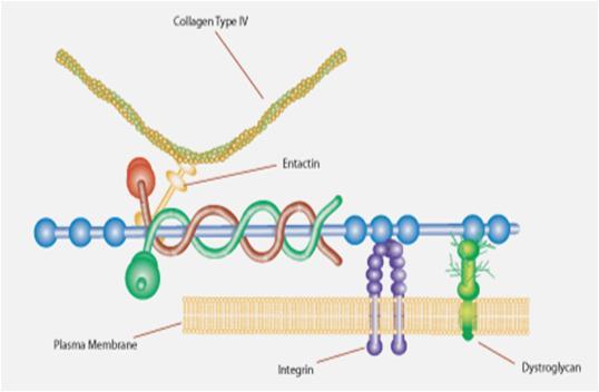 ΠΡΩΤΕΙΝΕΣ ΕΚΟ ΠΟΛΛΑΠΛΗΣ ΠΡΟΣΚΟΛΛΗΣΗΣ i. Λαμινίνη Υποδοχείς κυτταρικής επιφάνειας για τη λαμινίνη (όπως και για κολλαγόνο IV) : Οικογένεια Ιντεγκρινών (συγκρότηση ΒΜ) Δυστρογλυκάνη.