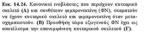 μετασχηματισμό κυττάρων με ογκογόνο ιό Διαταραχές της έκφρασής της