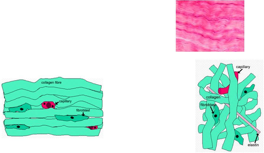 Πυκνός συνδετικός ιστός: ΣΥΣΤΑΤΙΚΑ Οστά/χόνδροι/τένοντες/γύρω από χαλαρό συνδετικό ιστό Σε όργανα με βασικά χαρακτηριστικά ΜΗΧΑΝΙΚΗ