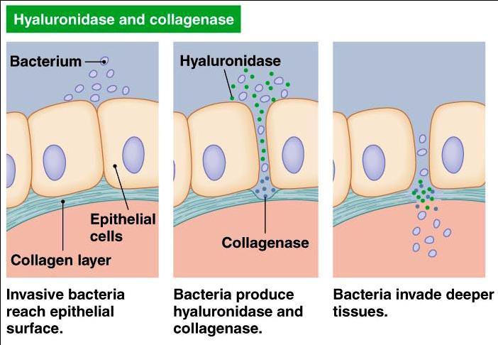 ίδια τα κύτταρα Bacterial collagenases differ from vertebrate collagenases in that