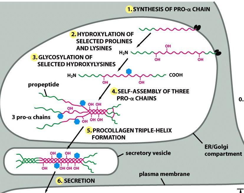 Βιοσύνθεση του κολλαγόνου ΚΟΛΛΑΓΟΝΑ 3.