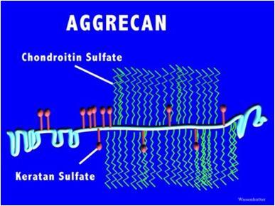 πολλαπλές αλυσίδες θειικής χονδροϊτίνης και θειικής κερατάνης Aggrecan: