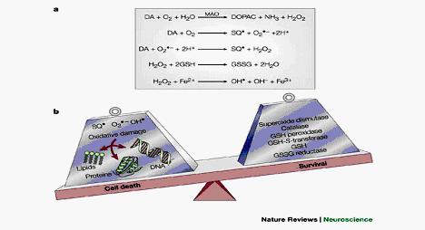 Εισαγωγή ελευθέρων ριζών οξυγόνου όπως επίσης και την περιορισμένη παραγωγή ΑΤΡ και συνεπώς μείωση της γλουταθειόνης η οποία αποτελεί το κύριο προστατευτικό από τις ελεύθερες ρίζες.