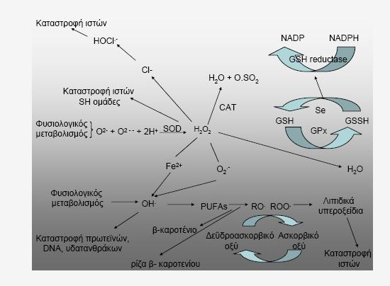 Εισαγωγή 4. ΑΝΤΙΟΞΕΙΔΩΤΙΚΗ ΑΜΥΝΑ 4.1. Εισαγωγή Οι αερόβιοι οργανισμοί έχουν αναπτύξει αντιοξειδωτικά αμυντικά συστήματα με τα οποία μπορούν να αντιμετωπίζουν τo οξειδωτικό στρες.