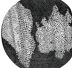 D). A B C D 2. attēls. A Roberts Huks 3, B Roberta Huka konstruētais mikroskops 4, C ar mikroskopa palīdzību pirmais iegūtais šūnu attēls 5, D 1665.