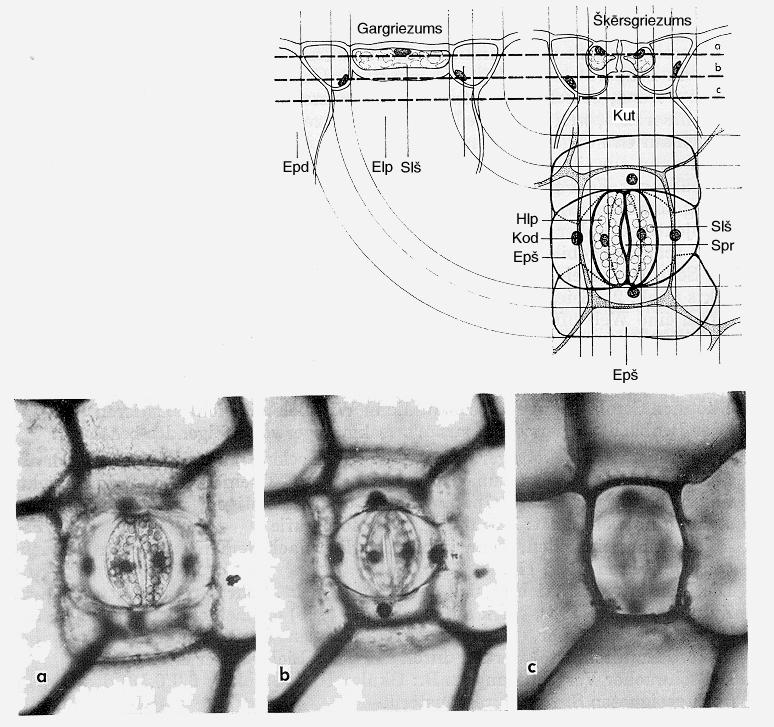 E. Zīmējums ar dubultām kontūrām. Visdetalizētākais objekta attēlojums. Visi šūnapvalki attēloti to salīdzinošajā biezumā, iezīmēts šūnu saturs.