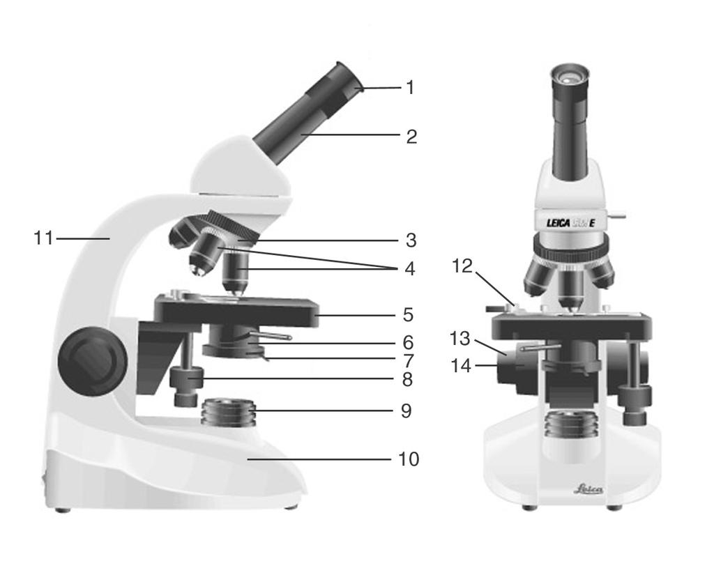 Gaismas mikroskopa uzbūve Mikroskopa optiskā daĝa Gaismas mikroskopam izšėir optisko un mehānisko daĝu (6.attēls).