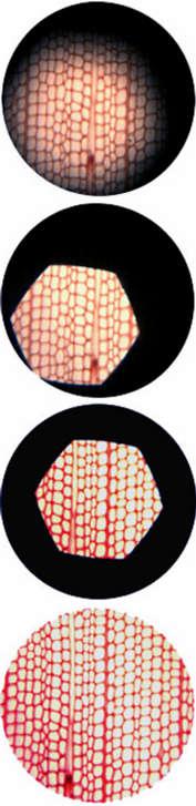 Mikroskopo apšvietimo suderinimas Kohler apšvietimo suderinimas: Pastatome objektyvą židinyje (stebime bandinį per okuliarą. Uždarome lauko diafragmą.