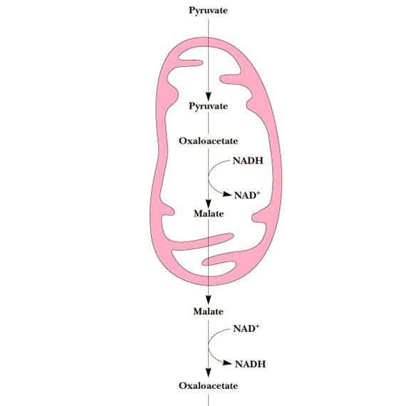 1. BVZ :PIRUVAT FSFENLPIRUVAT PEP karboksikinaza: sinteza PEP PEP karboksikinaza ksaloacetat Piruvat Laktat Piruvat NADH + H + NAD + Piruvat Piruvat ATP, C 2 ksaloacetat ATP, C 2 ksaloacetat GTP ADP