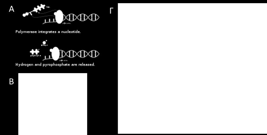 νεοσυντιθέμενης αλυσίδας DNA.