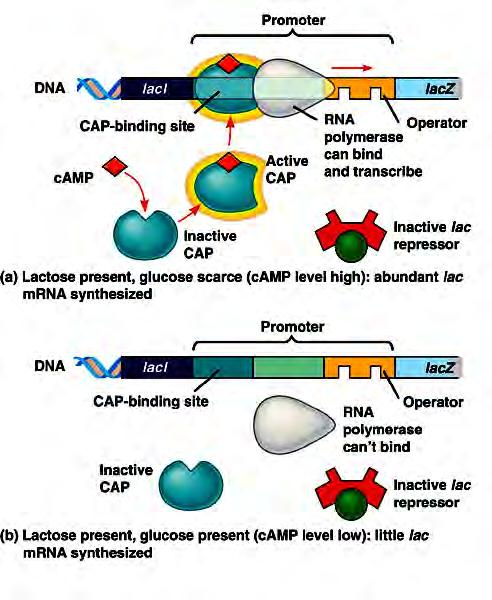 Εισαγωγή επιτυχία της RNA πολυμεράσης να προσεγγίσει συγκεκριμένες περιοχές που ονομάστηκαν προαγωγείς, από τους οποίους ξεκινάει η μεταγραφή.