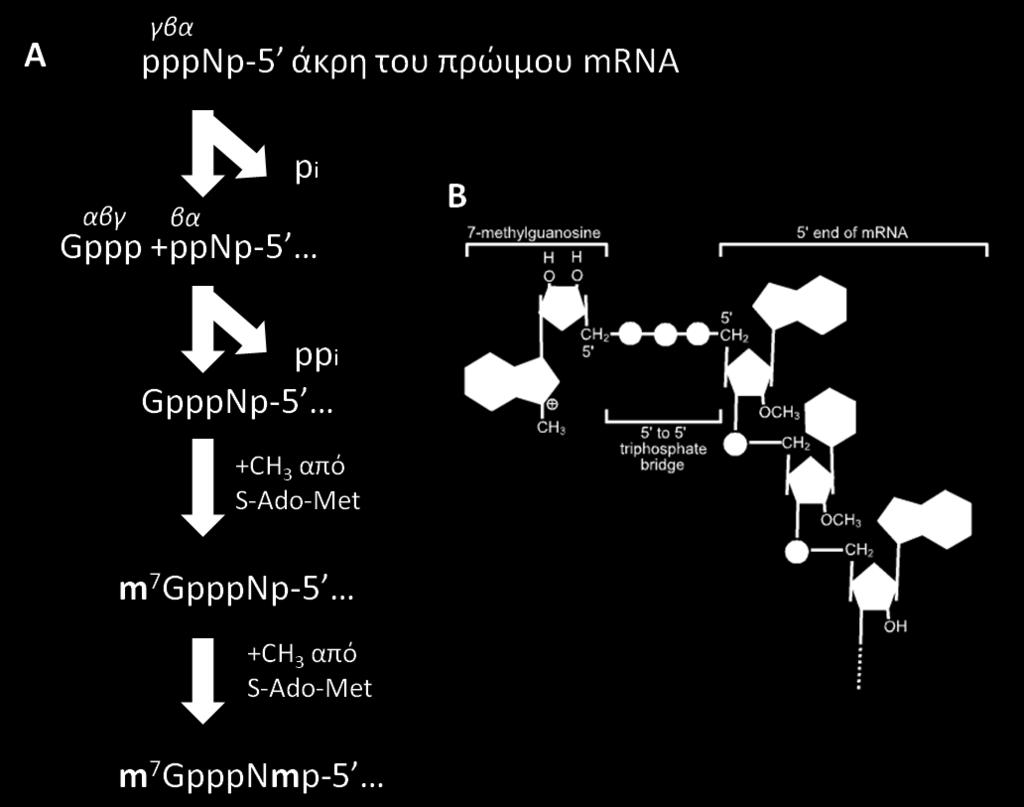 Εισαγωγή Εικόνα 8 Βήματα προσθήκης και τροποποίησης της (A) καλύπτρας και (B) τελική δομή της καλύπτρας Η πρώτη μεθυλίωση γίνεται σε όλους τους ευκαρυωτικούς οργανισμούς και αποτελείται από την
