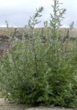 Σεπτέμβριο ΔΔΝ >3mm: Grasses, Mugwort, Birch Ι Φ Μ Α Μ Ι Ι Α Σ Ο Ν Δ Θα