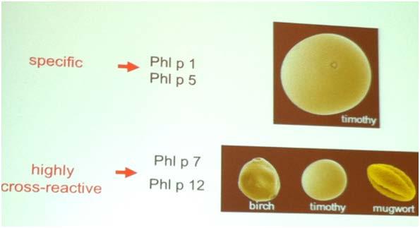 Allergens in a pollen grain (timothy grass)