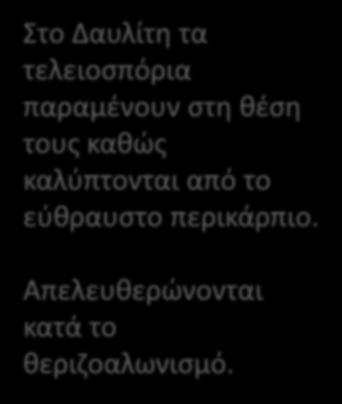 θεριζοαλωνισμό.