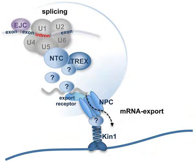 Εισαγωγή 24 ωρίμανσή του, το mrna, εξάγεται από τον πυρήνα στο κυτταρόπλασμα με τη μορφή ενός ριβονουκλεοπρωτεϊνικού συμπλόκου (Εικόνα 7).