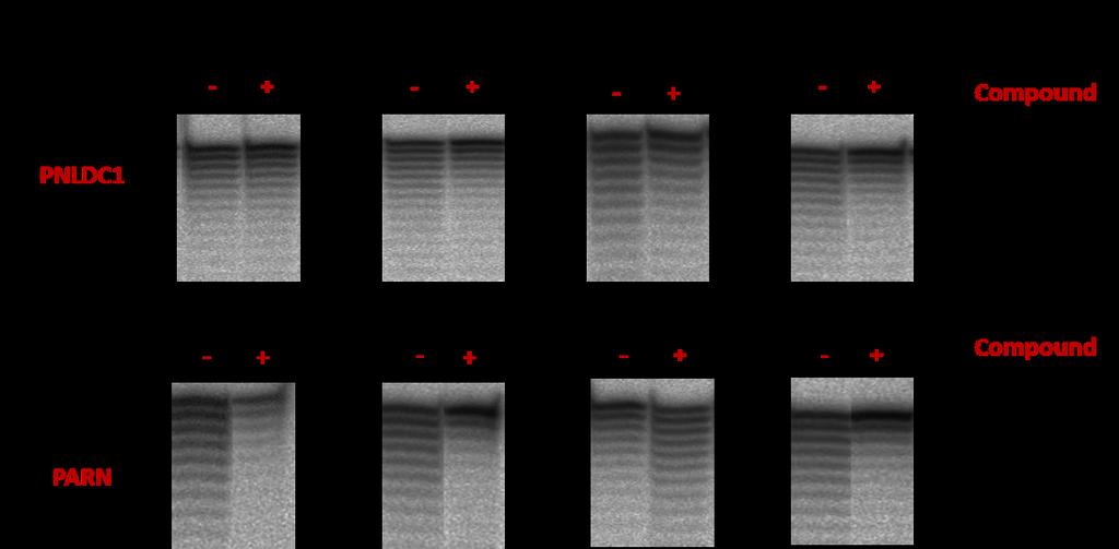 Αποτελέσματα 69 Εικόνα 29: In vitro δοκιμασία αποαδενυλίωσης με ραδιενεργά σημασμένο ολιγοριβονουκλεοτίδιο και για τα δύο ένζυμα παρουσία και μη αναστολέα.