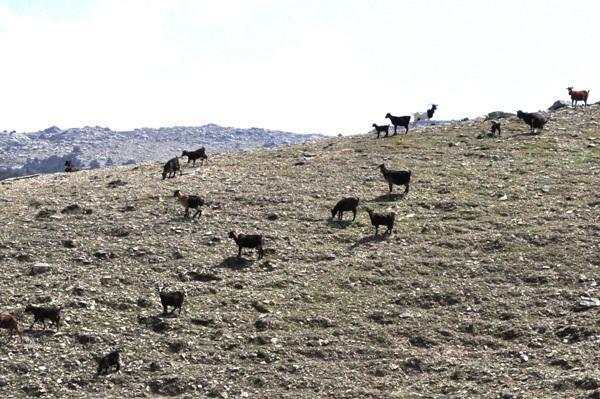 Συνέπεια 1 - Ερημοποίηση Αναγνώριση της αλόγιστης