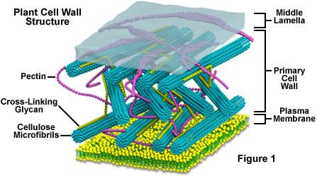 micro.magnet.fsu.