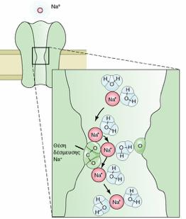 Επιλεκτικότητα των διαύλων Συνολικό μέγεθος του ιόντος (ιόν + μόρια νερού) Πόρος: ηθμός επιλογής Χημικοί