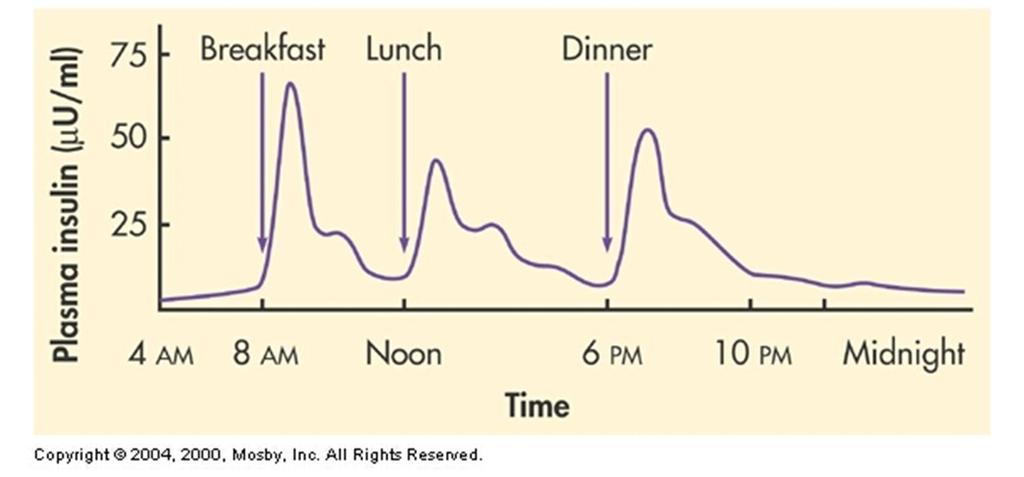 Μεταξύ των γευμάτων το πάγκρεας εκκρίνει βασική ποσότητα ινσουλίνης και Το ήπαρ