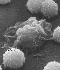 Κύτταρα του αίματος Μακροφάγο(μονοπύρηνο) που περιβάλλεται από λεμφοκύτταρα Τα μονοπύρηνα είναι ο μόνος τύπος κυττάρου στο αίμα ικανό αύξησης Μπορεί να