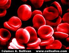 Κύτταρα του αίματος Τα κοκκιοκύτταρα μπορούν να χρησιμεύσουν ως πηγή DNA χωρίς να χρειαστεί να θυσιαστούν τα πολύτιμα τα λεμφοκύτταρα Τα