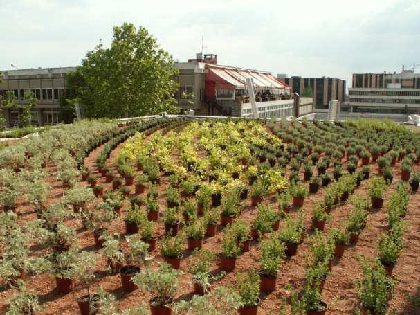 Επέκταση και συμπλήρωση φυτεύσεων στην κεντρική πανεπιστημιούπολη και τα παραρτήματα του ΑΠΘ.