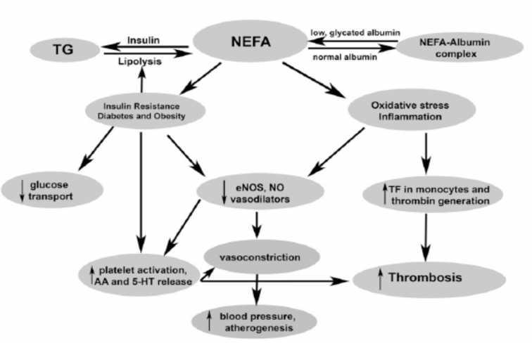 The NEFA binding capacity of albumin isolated from patients