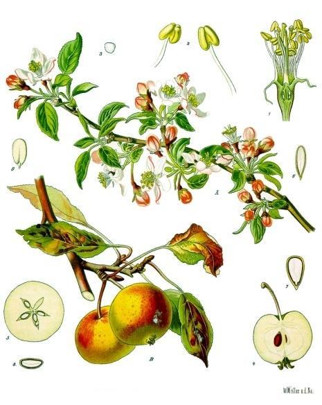 5.1 Νωπά φρούτα και καρποί Στο παρόν κεφάλαιο παρουσιάζονται τα κυριότερα είδη που παράγουν νωπά φρούτα και άλλους βρώσιμους καρπούς, μαζί με τους καρπούς αυτούς. Μηλιά Εικόνα 2.