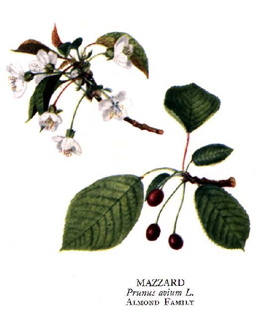 Κερασιά ή Αγριοκερασιά (Prunus avium) Εικόνα 8. Prunus avium Η κερασιά (Καζαντζής 2011) καλλιεργείται σε όλο τον.