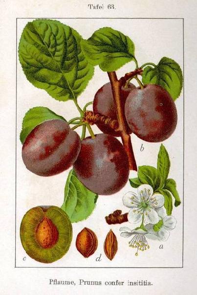 Δαμασκηνιά Εικόνα 13. Prunus domestica Η δαμασκηνιά (Prunus domestica) καλλιεργείται για τους καρπούς της, που τρώγονται νωποί ή αποξηραμένοι.