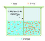 40 Осмоза и дијализа Осмоза је транспорт воде кроз полупропустљиву мембрану из области веће у област мање концентрације.