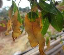 Ratibida columnaris, Salvia mellifera, Encelia farinose, Liquidambar styraciflua,