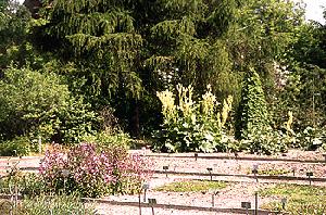 Achillea pindicola ssp. pindicola..... Αγριαψιθιά Aesculus hippocastanum.