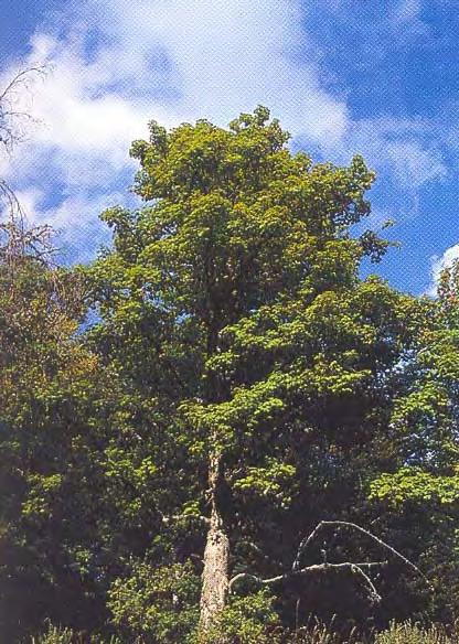 Betula pendula phoenicea