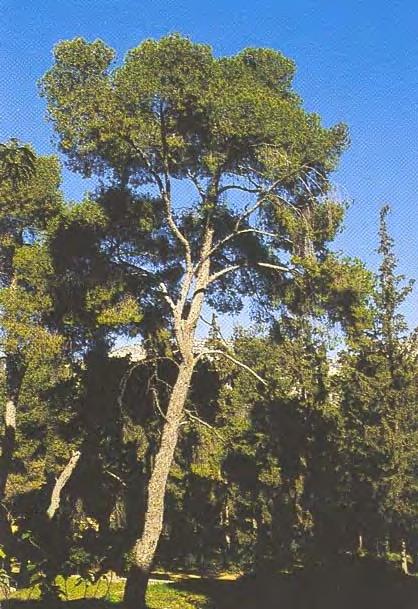 Εικόνα 121. Pinus halepensis Εικόνα 122.