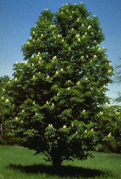 Cupressus sempervirens 2.