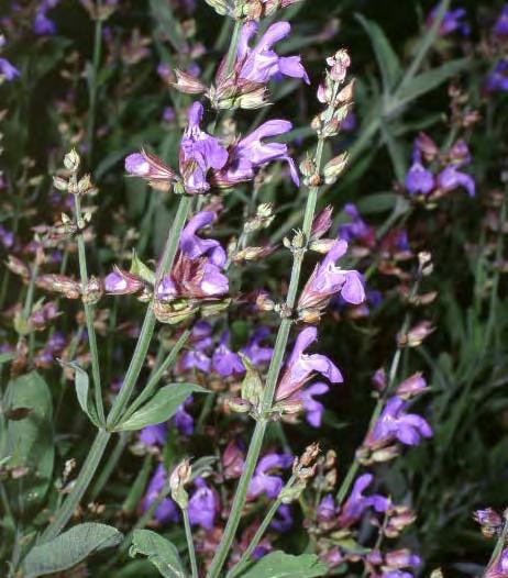 officinalis