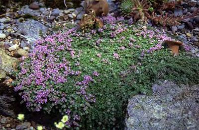 Salvia  Εικόνα