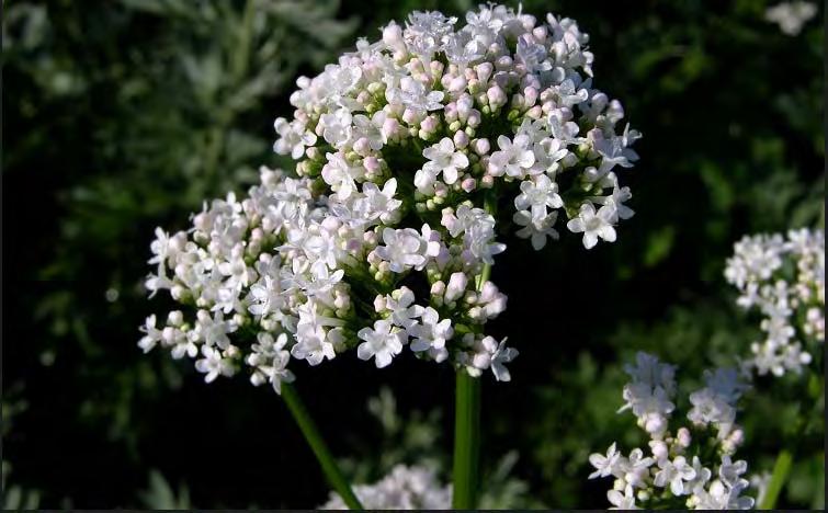 Mentha pulegium Origanum dictamnus