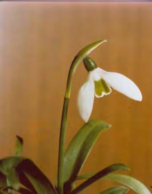 166. Galanthus