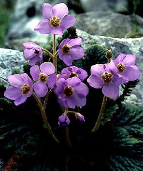 Εικόνα 185. Ramonda serbica Εικόνα 186. Saxifraga oppositifolia Εικόνα 187. Sempervirum tectorum 11.