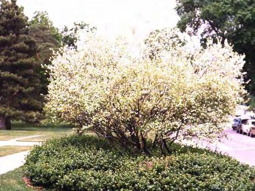 Agave Americana Εικόνα 191.