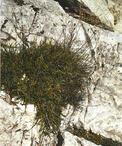 Εικόνα 196. Phitosia crocifolia Εικόνα 197.